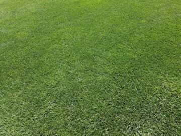 Kaip naikinti samanas vejoje?