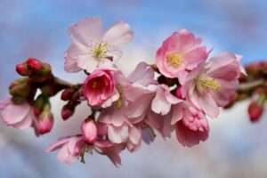 Saržento vyšnia (sakura): kodėl verta sodinti ir kaip auginti?