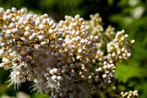 Šermukšnialapė lanksvūnė: kodėl verta sodinti ir kaip auginti?