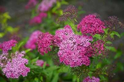 Lanksva: kodėl verta sodinti ir kaip auginti?