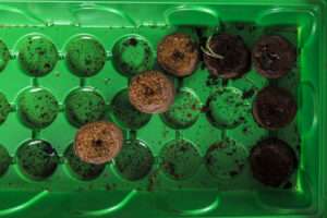 Apie durpines ir kokosines tabletes