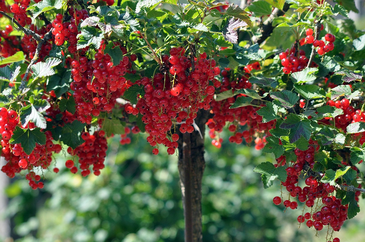 Kaip ir kur sodinti raudonuosius serbentus?