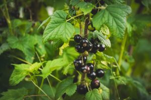 Kam naudojami juodieji serbentai?