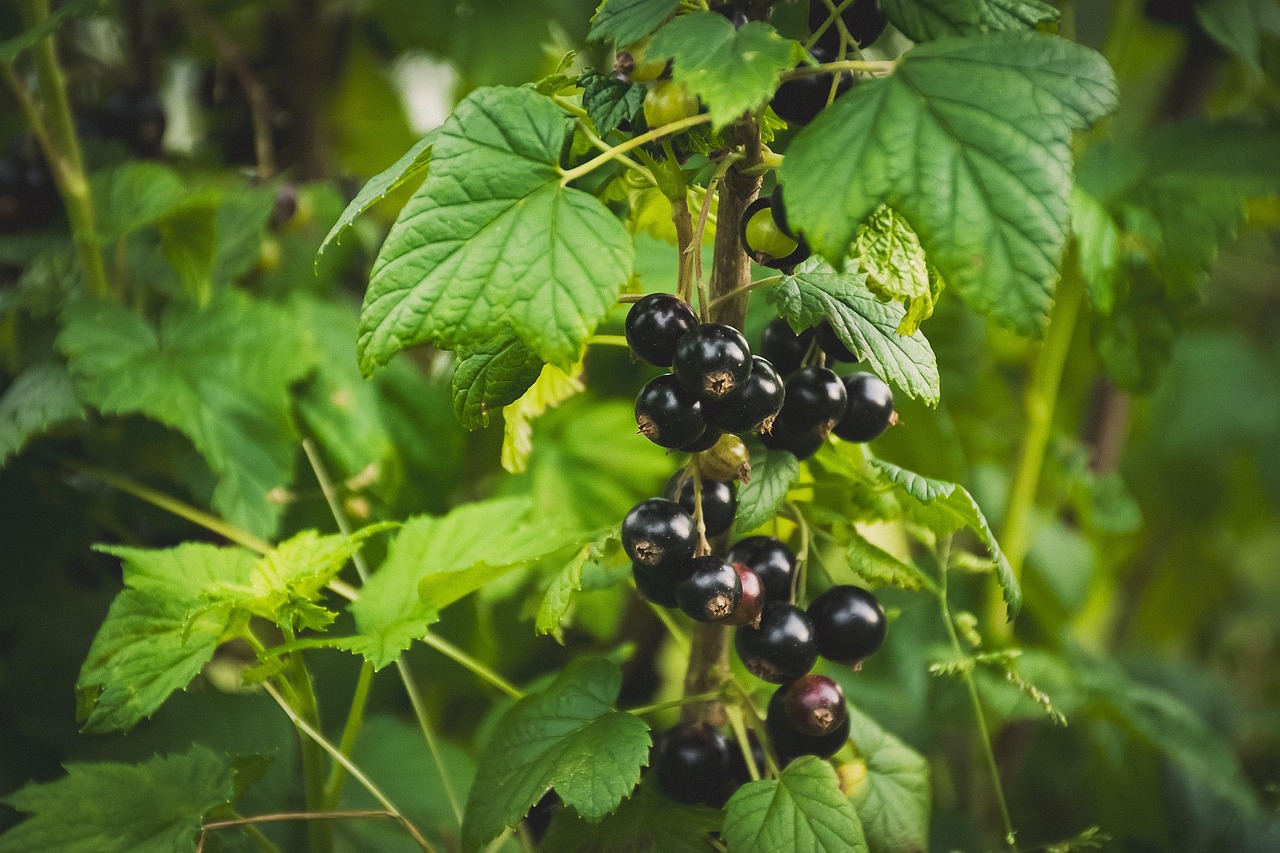 Kam naudojami juodieji serbentai?