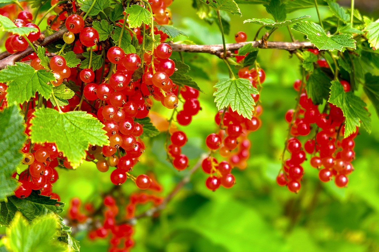 Kam naudojami raudonieji serbentai?